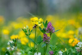 Attēlu rezultāti vaicājumam “Lathyrus pratensis flower”