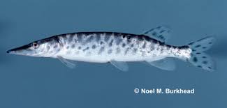 Image result for Esox masquinongy