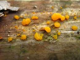 Attēlu rezultāti vaicājumam “Dacrymyces stillatus”