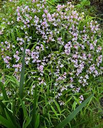 Attēlu rezultāti vaicājumam “Lathyrus vernus leaf”