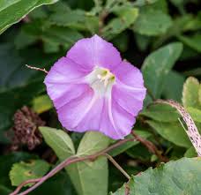Attēlu rezultāti vaicājumam “Calystegia sepium flower”
