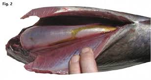 Image result for Thunnus obesus