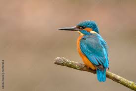 Attēlu rezultāti vaicājumam “Alcedo atthis”