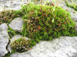 Attēlu rezultāti vaicājumam “Bryum neodamense”