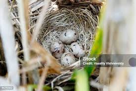 Attēlu rezultāti vaicājumam “Emberiza schoeniclus eggs”
