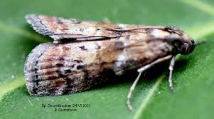 Attēlu rezultāti vaicājumam “Phycita roborella”