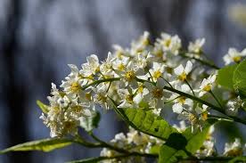 Attēlu rezultāti vaicājumam “Prunus padus var. roseiflora”