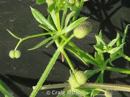 Attēlu rezultāti vaicājumam “Cribraria violacea stalked”