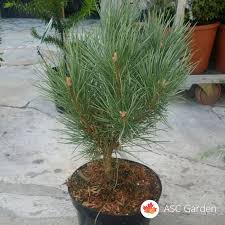 Attēlu rezultāti vaicājumam “Pinus sylvestris var. borussica”