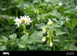 Attēlu rezultāti vaicājumam “Solanum tuberosum flower”
