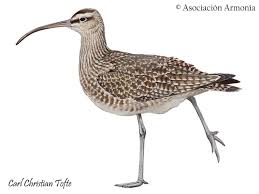 Attēlu rezultāti vaicājumam “Numenius phaeopus”