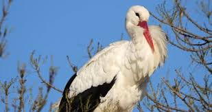 Attēlu rezultāti vaicājumam “Ciconia ciconia adult”