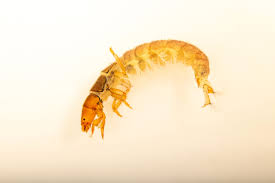 Attēlu rezultāti vaicājumam “Therevidae larva”