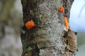 Attēlu rezultāti vaicājumam “Dacrymyces chrysospermus”