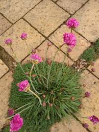 Attēlu rezultāti vaicājumam “Armeria vulgaris”