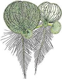 Attēlu rezultāti vaicājumam “Araceae”