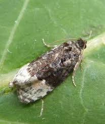 Attēlu rezultāti vaicājumam “Apotomis betuletana”