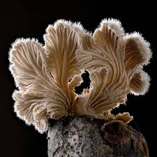 Attēlu rezultāti vaicājumam “Schizophyllum commune”
