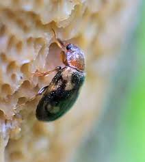 Attēlu rezultāti vaicājumam “Tetratoma ancora”