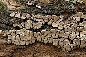 Attēlu rezultāti vaicājumam “Xylobolus frustulatus”