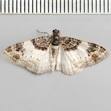 Attēlu rezultāti vaicājumam “Catarhoe cuculata”