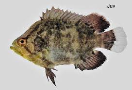 Image result for Lobotes surinamensis