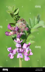 Attēlu rezultāti vaicājumam “Vicia sepium flower”