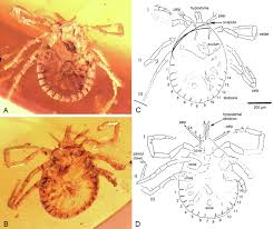 Attēlu rezultāti vaicājumam “Trichia ambigua stalked”