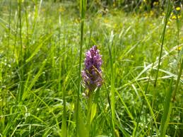 Attēlu rezultāti vaicājumam “Dactylorhiza incarnata leaf”
