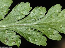 Attēlu rezultāti vaicājumam “Cystopteris fragilis”