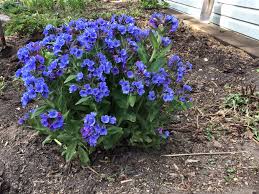 Attēlu rezultāti vaicājumam “Pulmonaria angustifolia leaf”
