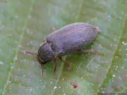 Attēlu rezultāti vaicājumam “Byturus tomentosus”