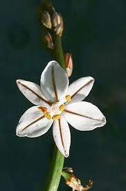 Image result for Asphodelus fistulosus