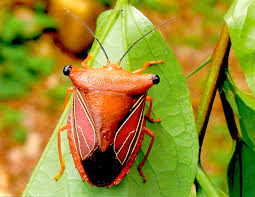Attēlu rezultāti vaicājumam “Pentatomidae”