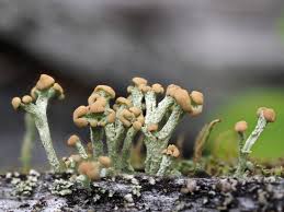 Attēlu rezultāti vaicājumam “Cladonia botrytes”