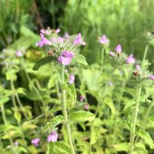 Attēlu rezultāti vaicājumam “Clinopodium vulgare flower”