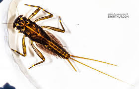 Attēlu rezultāti vaicājumam “Macrosteles sp. nymph”