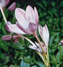 Attēlu rezultāti vaicājumam “Colchicum autumnale flower”