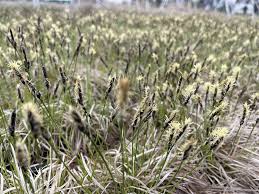 Attēlu rezultāti vaicājumam “Carex montana”