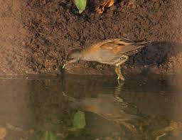 Image result for Porzana parva