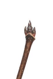 Attēlu rezultāti vaicājumam “Acer saccharinum bud”