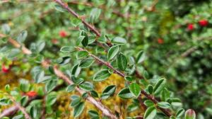 Attēlu rezultāti vaicājumam “Cotoneaster multiflorus leaf”