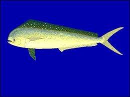 Image result for Coryphaena hippurus