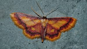 Attēlu rezultāti vaicājumam “Idaea muricata”