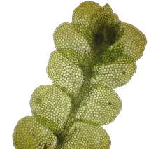 Attēlu rezultāti vaicājumam “Lejeunea cavifolia”