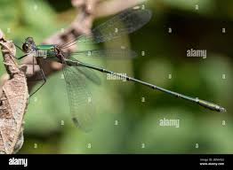 Attēlu rezultāti vaicājumam “Chalcolestes viridis”