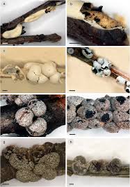 Attēlu rezultāti vaicājumam “Didymium aggregatum”