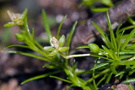 Attēlu rezultāti vaicājumam “Sagina procumbens fruit”