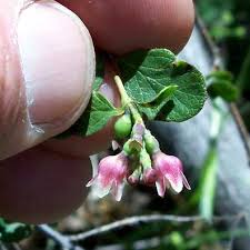 Attēlu rezultāti vaicājumam “Symphoricarpos albus flower”