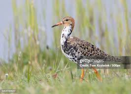 Attēlu rezultāti vaicājumam “Philomachus pugnax adult”